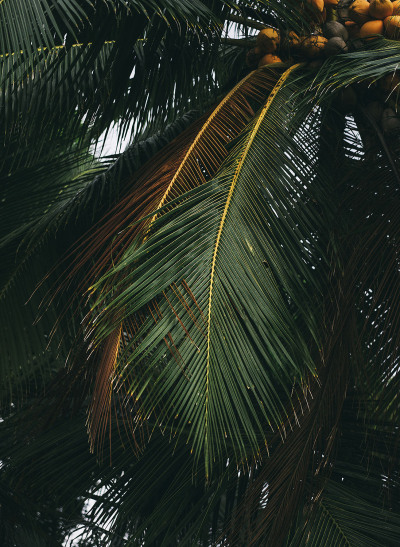 PALM
