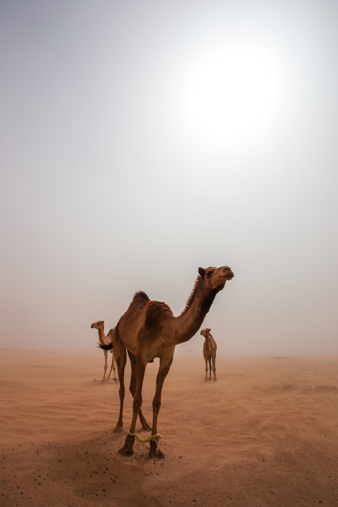CAMELS IN THE DESERT