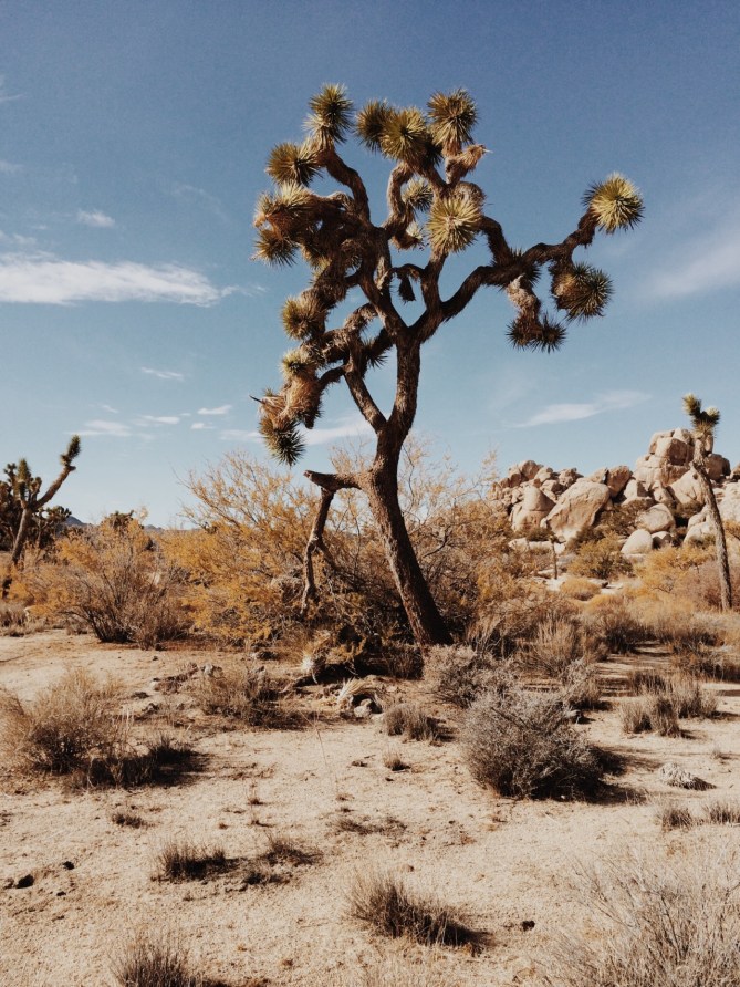 JOSHUA TREE